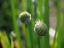 Picture of WELSH ONION