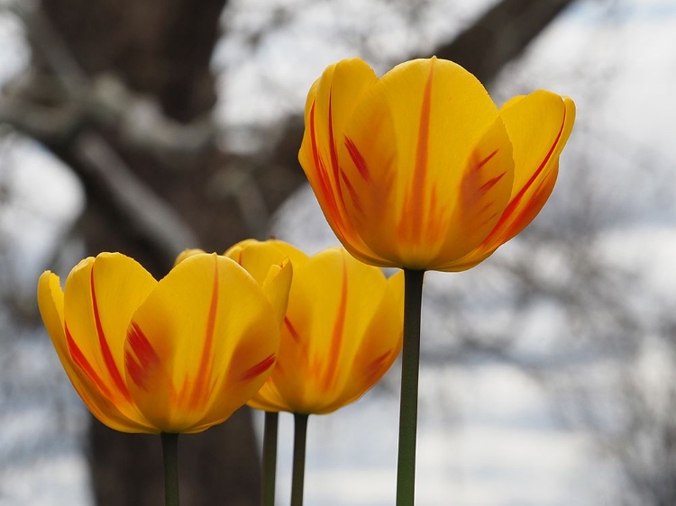 Picture of GARDEN TULIPS