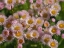 Picture of DAISY FLEABANE