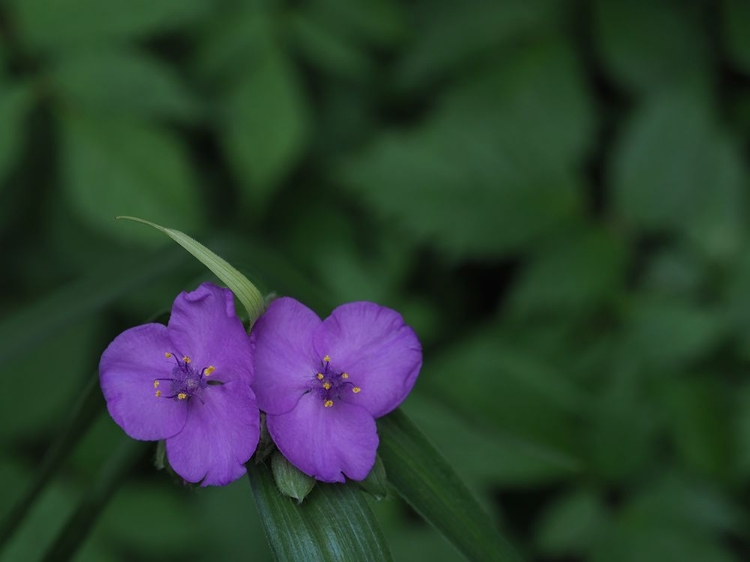 Picture of VIRGINIA SPIDERWORT