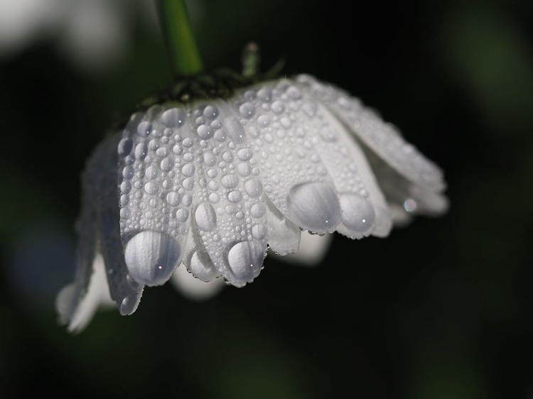 Picture of DAISY WITH DROPLETS