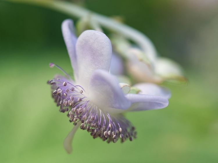 Picture of FALSE HYDRANGEA