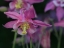 Picture of DARLING COLUMBINE