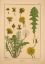 Picture of  PLATE 43 - DANDELION