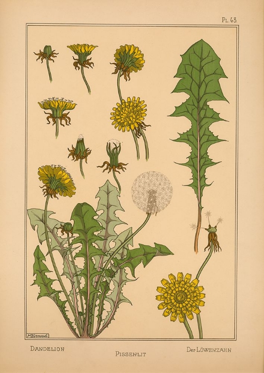 Picture of  PLATE 43 - DANDELION