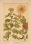 Picture of  PLATE 70 - CHRYSANTHEMUM