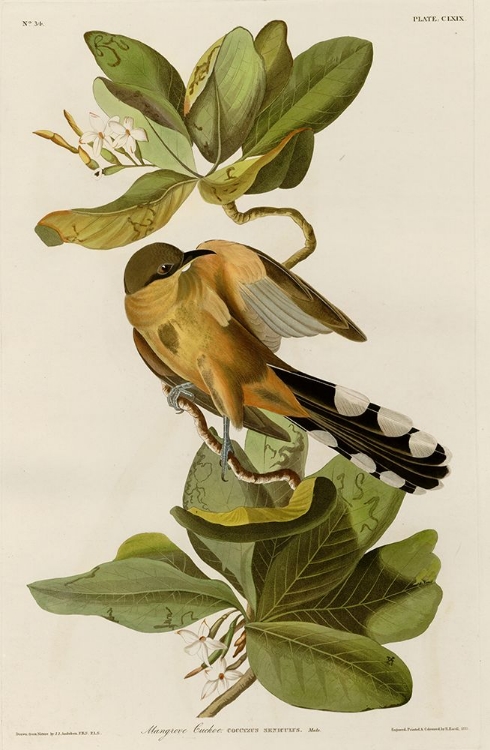 Picture of MANGROVE CUCKOO