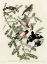 Picture of ROSE BREASTED GROSBEAK