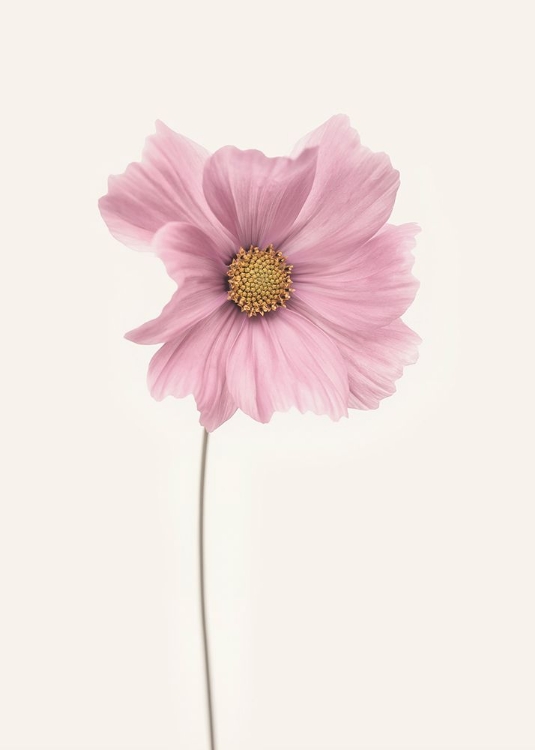 Picture of COSMOS FLOWER