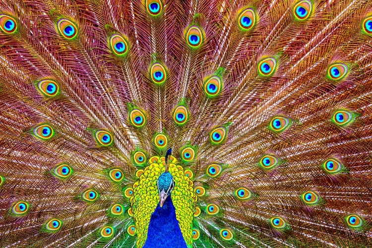 Picture of PEACOCK