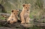 Picture of LITTLE LION CUBS