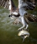 Picture of OSPREY