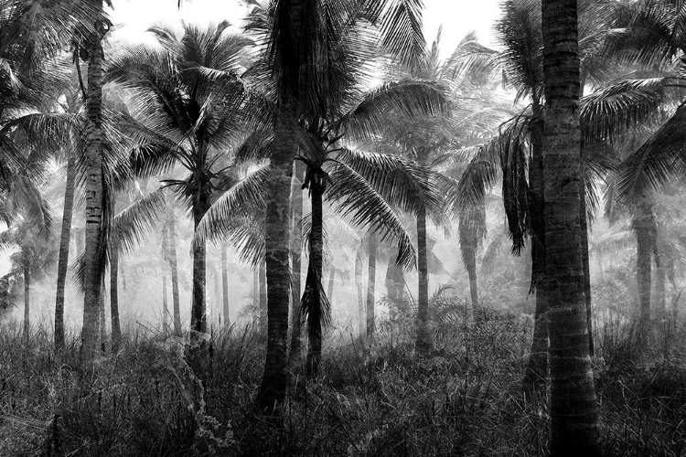 Picture of PALMS BLACK AND WHITE