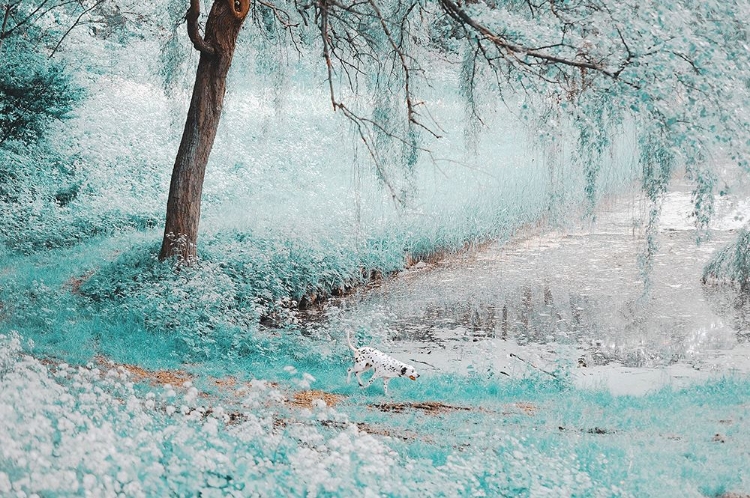 Picture of POND UNDER THE SHADOW WILLOW