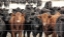 Picture of CURIOUS CATTLE