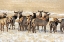 Picture of ELK HERD IN WINTER