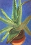 Picture of ALOE VERA