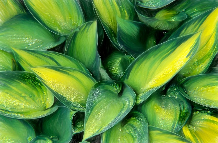 Picture of VARIGATED PLANTAIN LILY 