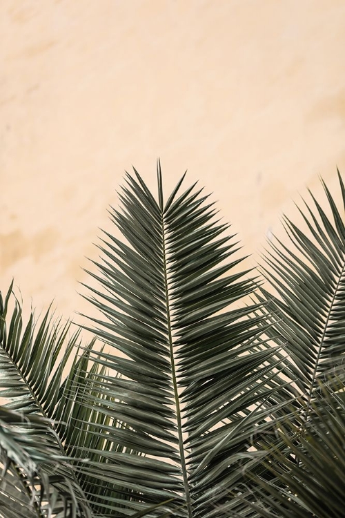 Picture of STUDIO III - PALM LEAVES AND WALL