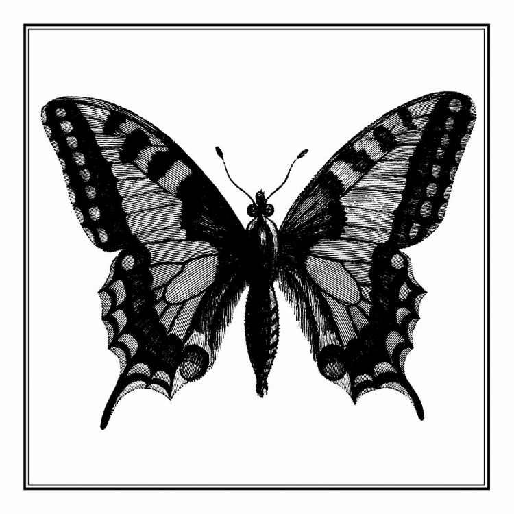 Picture of CUSTOM CLASSICAL BUTTERFLY I