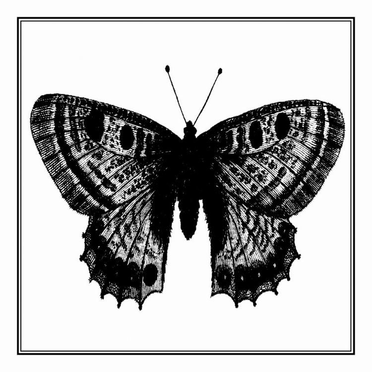 Picture of CUSTOM CLASSICAL BUTTERFLY II