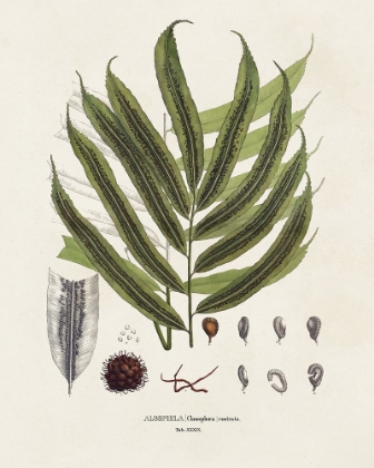 Picture of BOTANICAL SOCIETY FERNS II