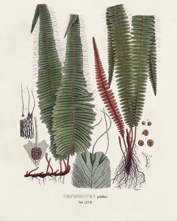 Picture of BOTANICAL SOCIETY FERNS IV