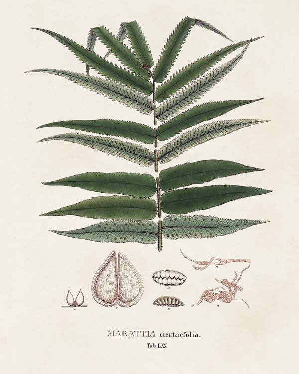 Picture of BOTANICAL SOCIETY FERNS XII