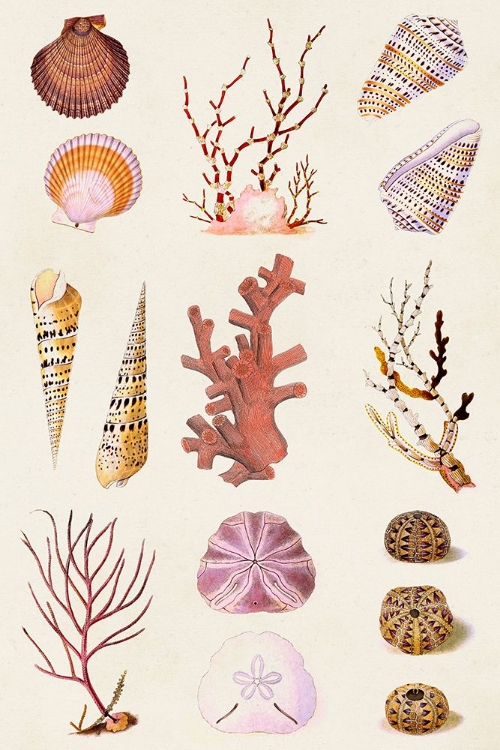 Picture of CORAL AND SHELL COLLAGE II