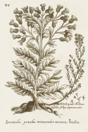 Picture of SEPIA BOTANICAL JOURNAL I