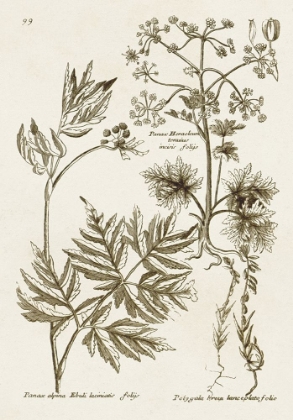 Picture of SEPIA BOTANICAL JOURNAL III