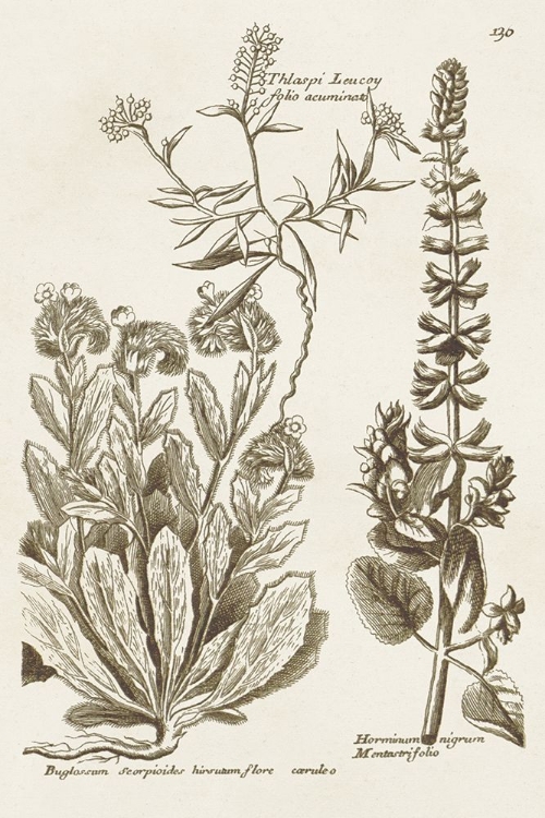 Picture of SEPIA BOTANICAL JOURNAL IV