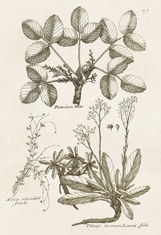 Picture of SEPIA BOTANICAL JOURNAL VI