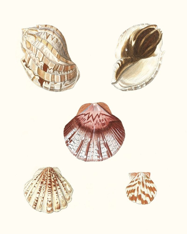 Picture of PASTEL KNORR SHELLS V