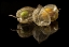 Picture of PHYSALIS ALKEKENGI L.