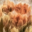 Picture of TULIPS