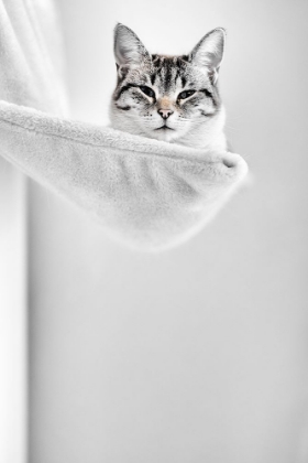 Picture of ELEVATED CAT