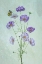 Picture of ELEGANT COSMOS FLOWERS