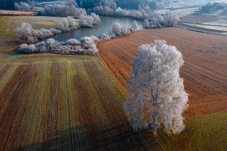 Picture of WINTER IDYLL