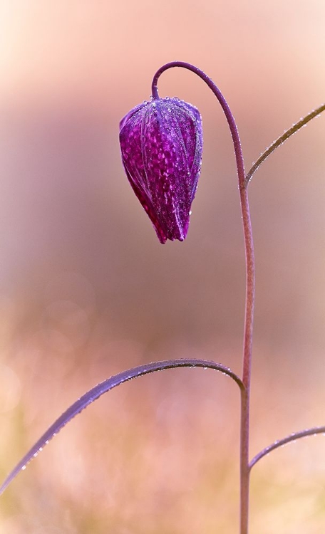 Picture of FRITILLARY