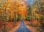 Picture of ROAD INTO AUTUMN