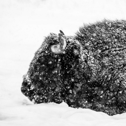 Picture of BISON IN WINTER