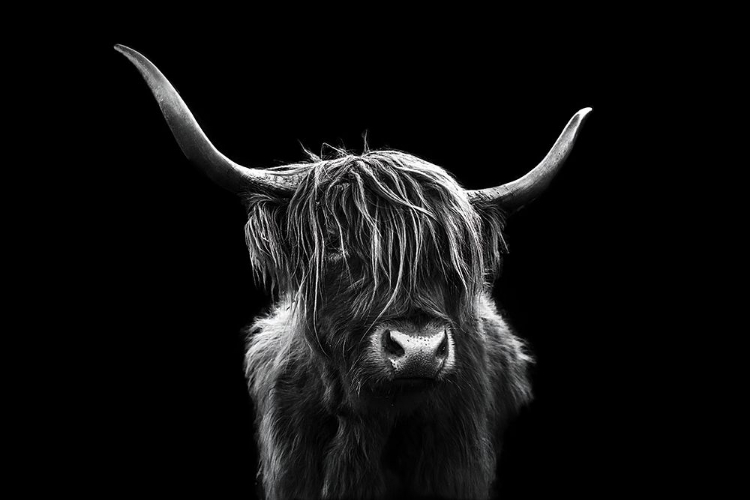 Somerset House - Images. LONG HAIR CATTLE