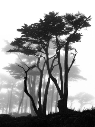 Picture of CALIFORNIA PINES IN FOG