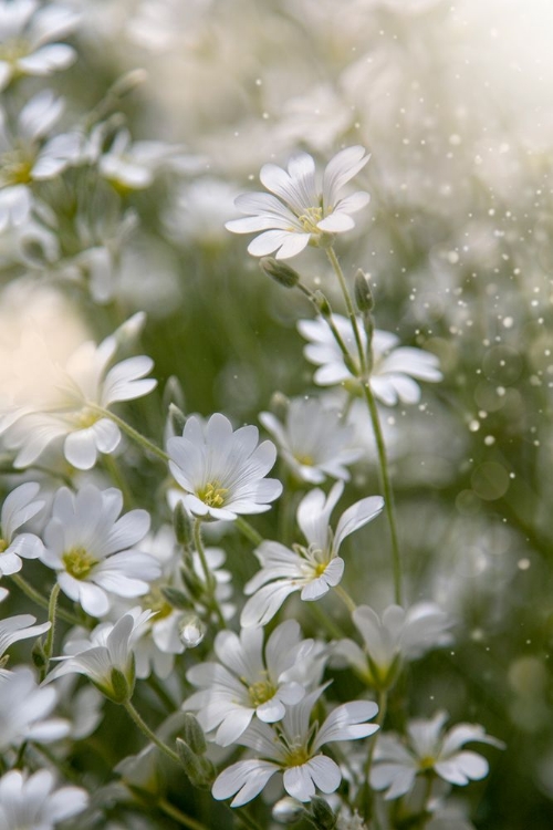 Picture of SPRING GLORY