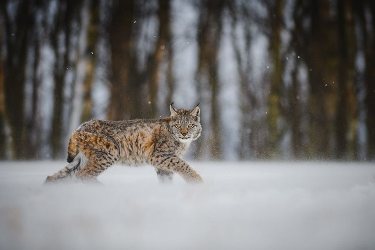 Picture of THE EURASIAN LYNX (LYNX LYNX)