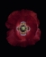 Picture of RED POPPY