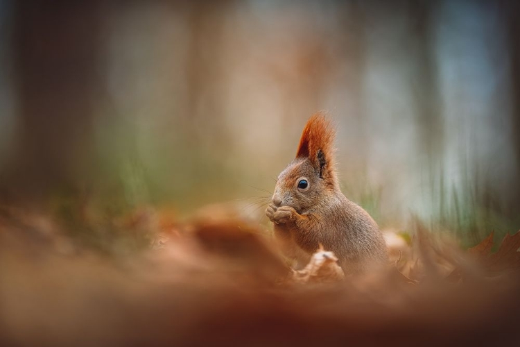 Picture of THE RED SQUIRREL (SCIURUS VULGARIS)