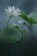 Picture of LOTUS