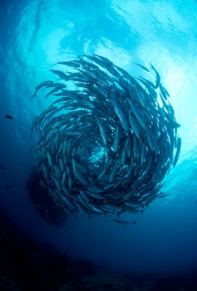 Picture of FISH TORNADO